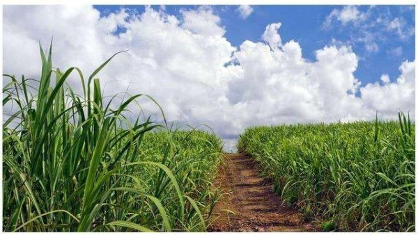 甘蔗和玉米做出的植物基聚酯纖維，環(huán)保又時尚