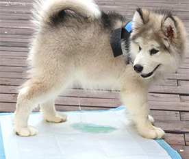 寵物隔尿墊：使用環(huán)保PE膜復(fù)合無(wú)紡布，安全無(wú)毒